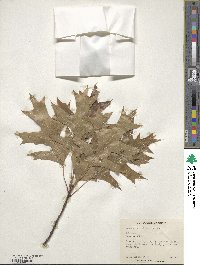 Quercus palustris image