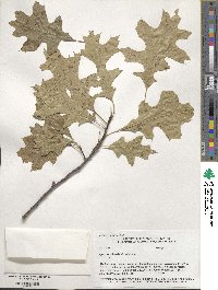 Quercus palustris image