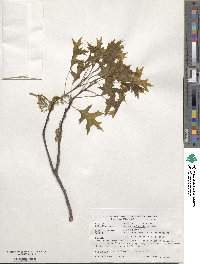 Quercus palustris image