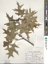 Quercus palustris image