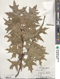 Quercus palustris image