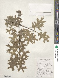 Quercus palustris image