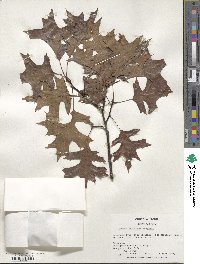 Quercus palustris image