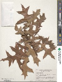 Quercus palustris image