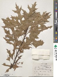 Quercus palustris image