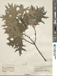 Quercus palustris image