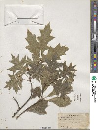 Quercus palustris image