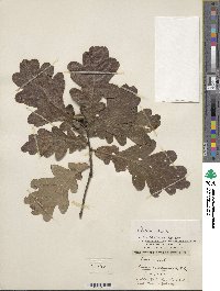 Quercus robur image