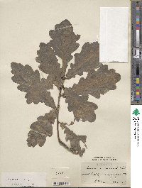 Quercus robur image