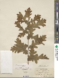 Quercus robur image