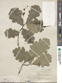 Quercus robur image