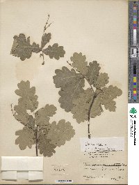 Quercus robur image