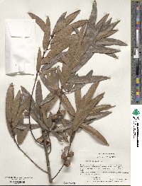 Quercus phellos image