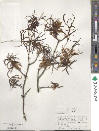 Quercus phellos image