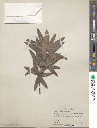 Quercus phellos image