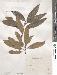 Quercus phellos image