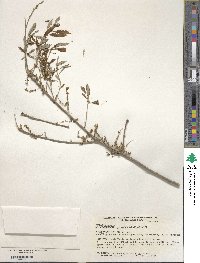 Quercus prinoides image