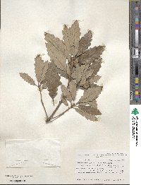 Quercus prinoides image