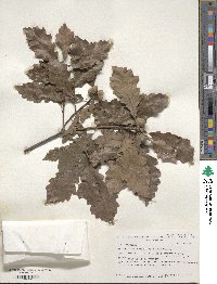 Quercus prinoides image