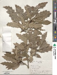 Quercus prinoides image