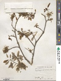 Quercus prinoides image