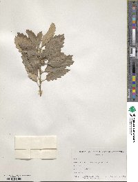 Quercus prinoides image