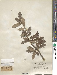 Quercus prinoides image