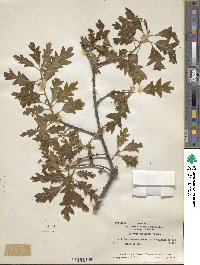 Quercus prinoides image