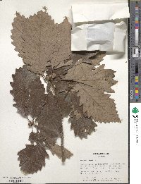 Quercus michauxii image