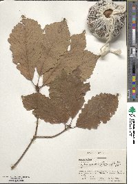 Quercus michauxii image