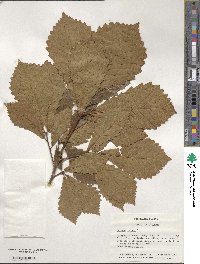 Quercus michauxii image