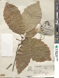 Quercus michauxii image