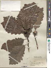 Quercus michauxii image