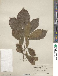 Quercus michauxii image