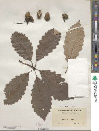 Quercus michauxii image