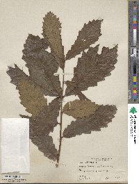 Quercus michauxii image