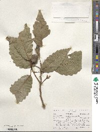 Quercus michauxii image