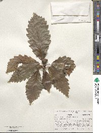 Quercus michauxii image