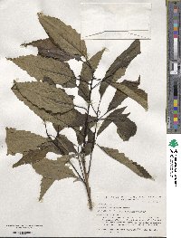 Quercus michauxii image