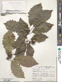 Quercus michauxii image