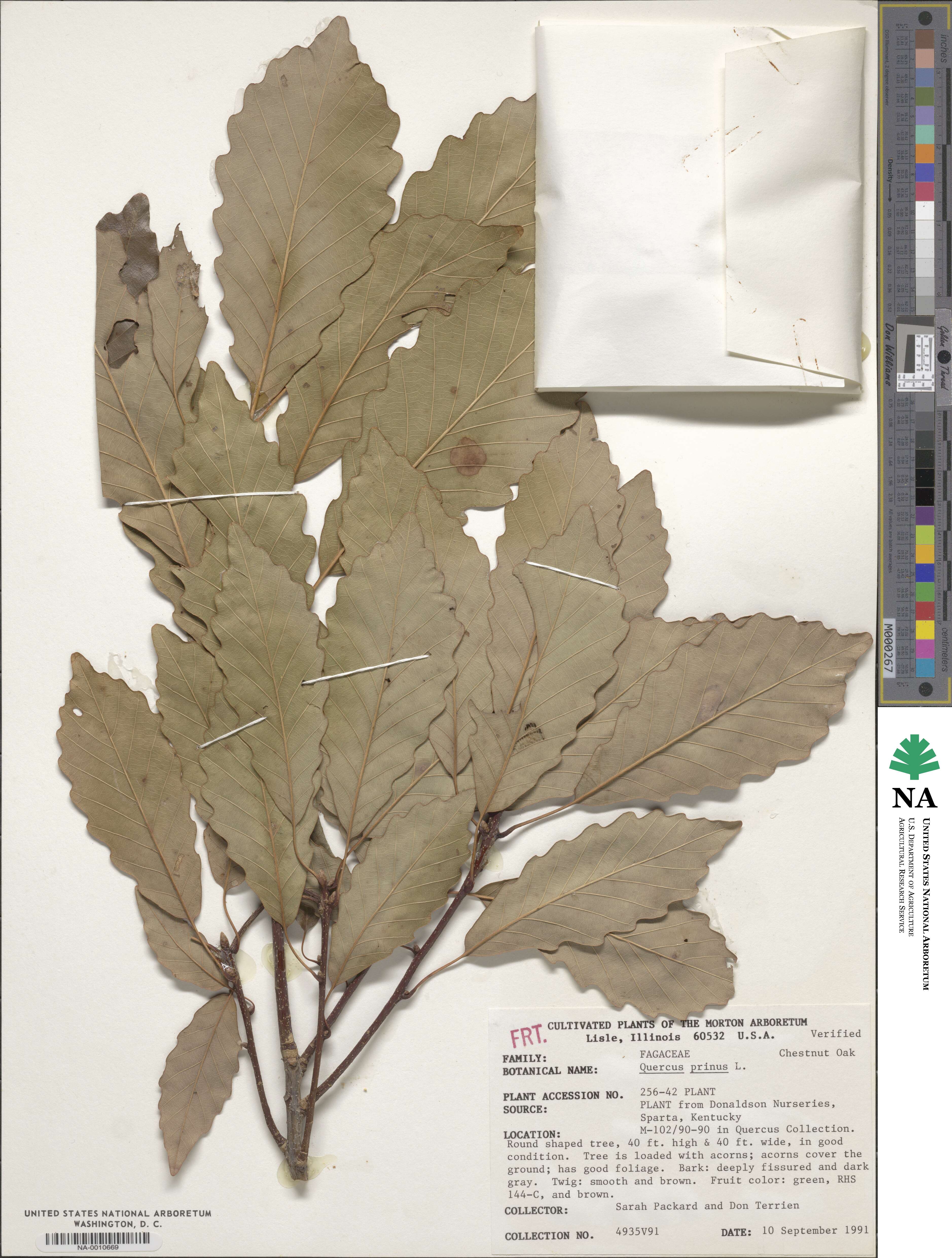 Quercus michauxii image