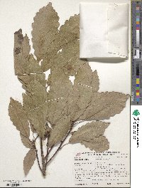 Quercus michauxii image