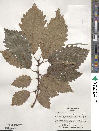 Quercus michauxii image