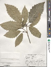 Quercus michauxii image