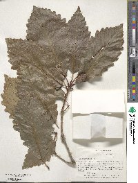 Quercus michauxii image