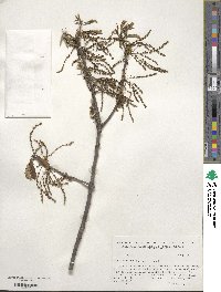 Quercus michauxii image