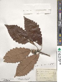 Quercus michauxii image