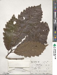 Quercus michauxii image