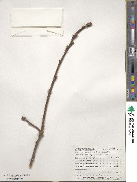 Quercus michauxii image