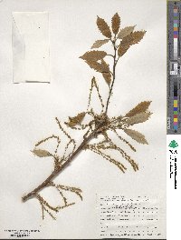 Quercus michauxii image